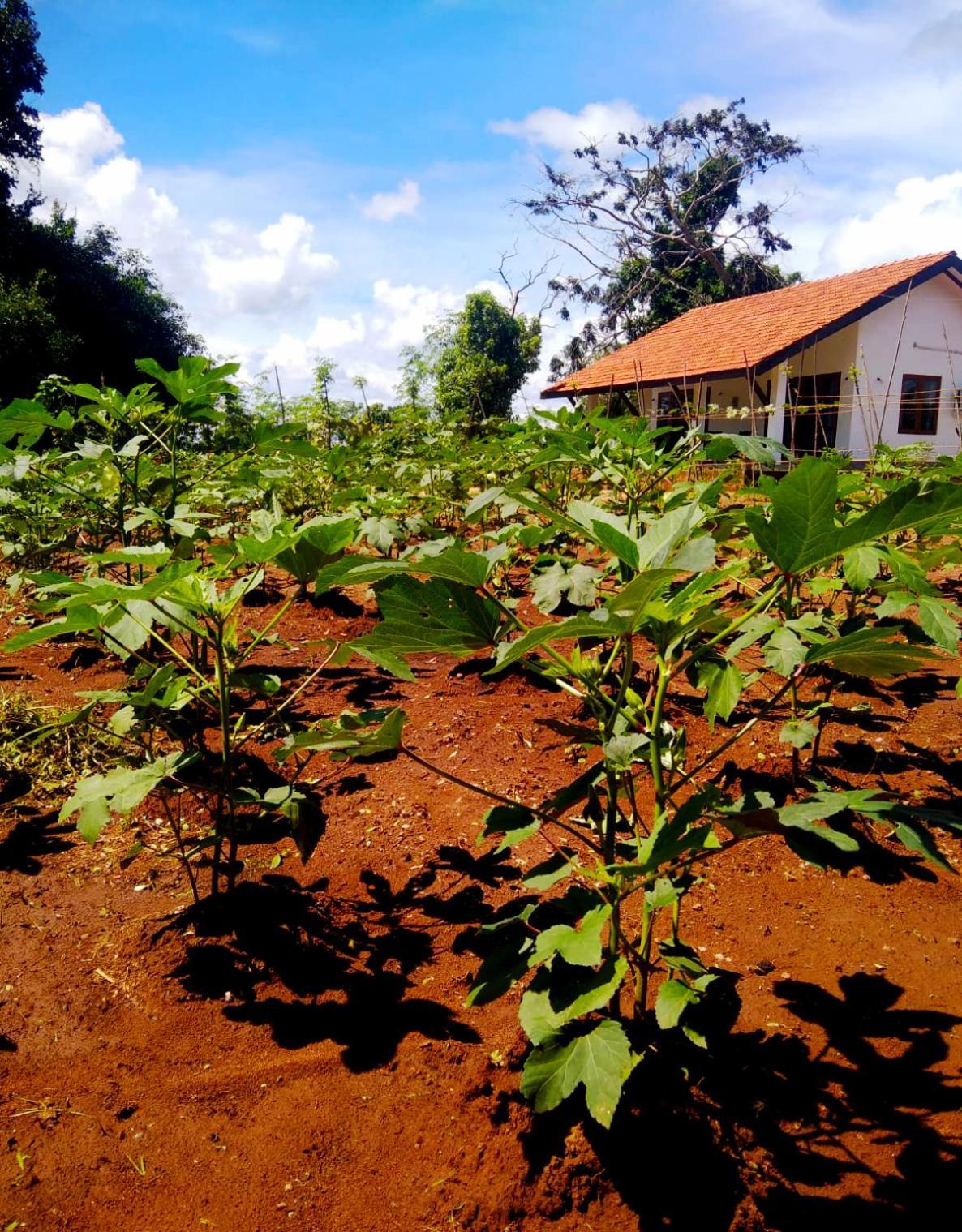 Moni Farm House Wilpattu Nochchiyagama Exterior photo
